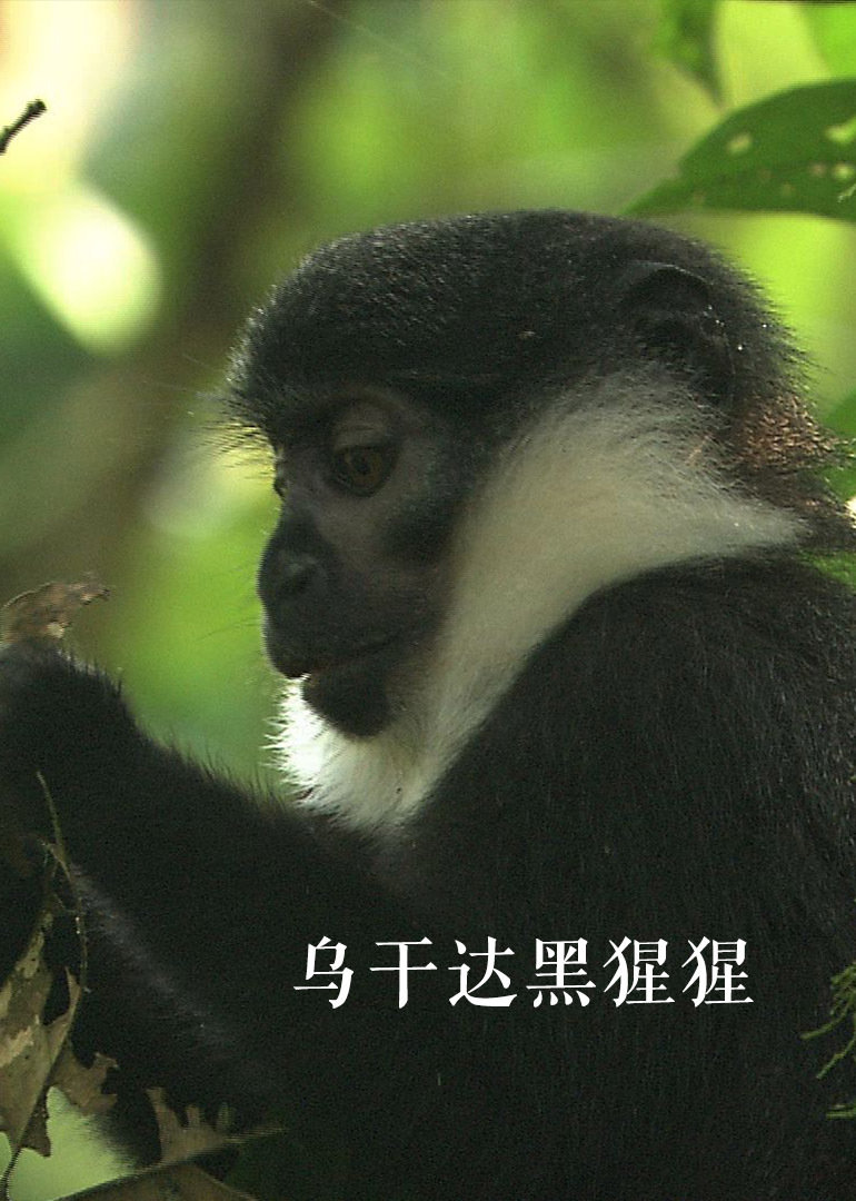 乌干达黑猩猩}