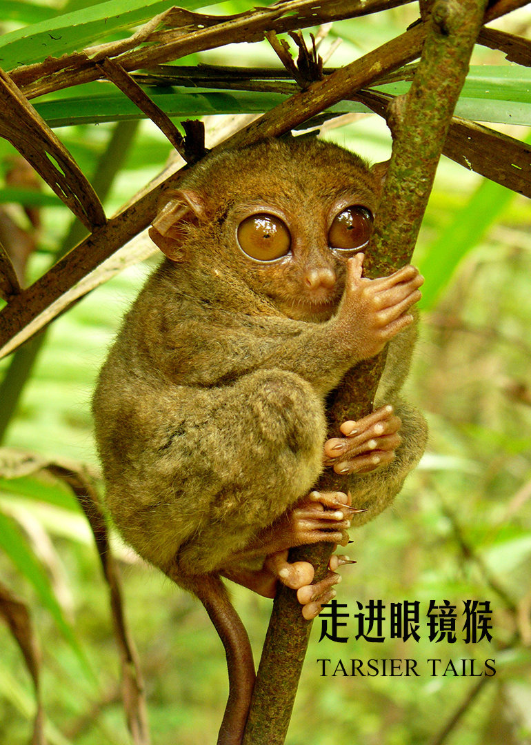 走进眼镜猴