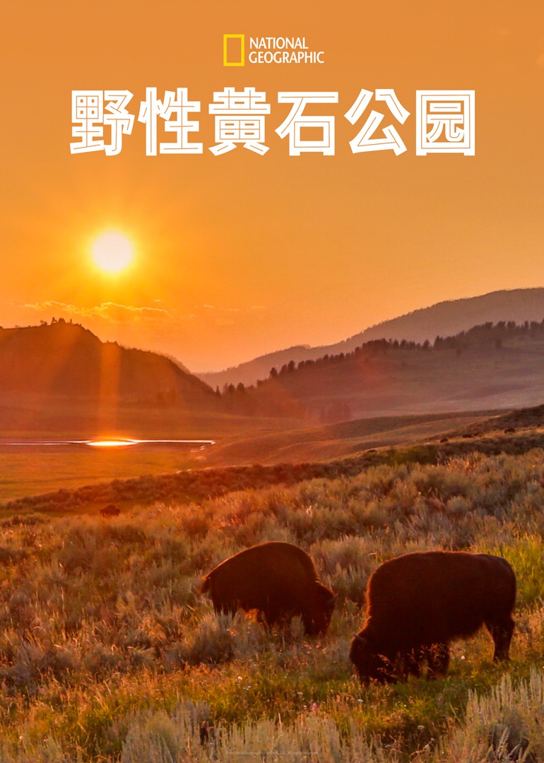 野性黄石公园