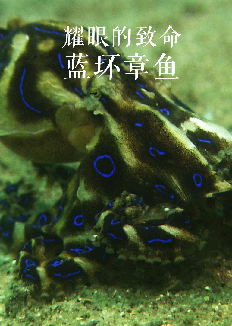 耀眼的致命：蓝环章鱼}