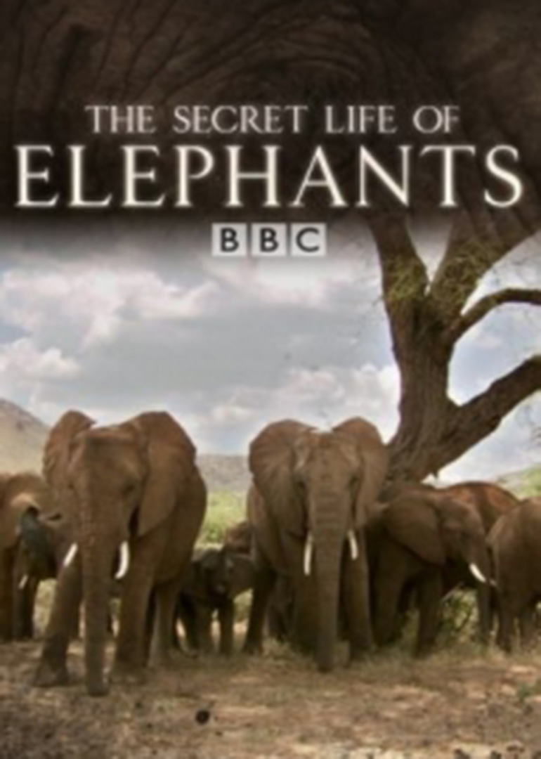 大象的秘密生活(THE SECRET LIFE OF ELEPHANTS)纪录片腾讯视频