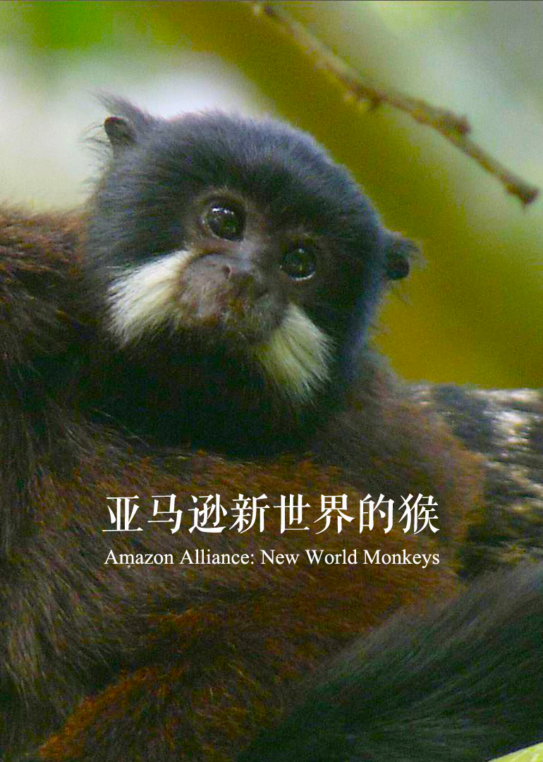 亚马逊新世界的猴}