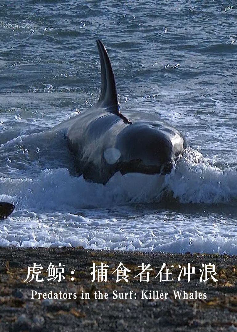 虎鲸：捕食者在冲浪}