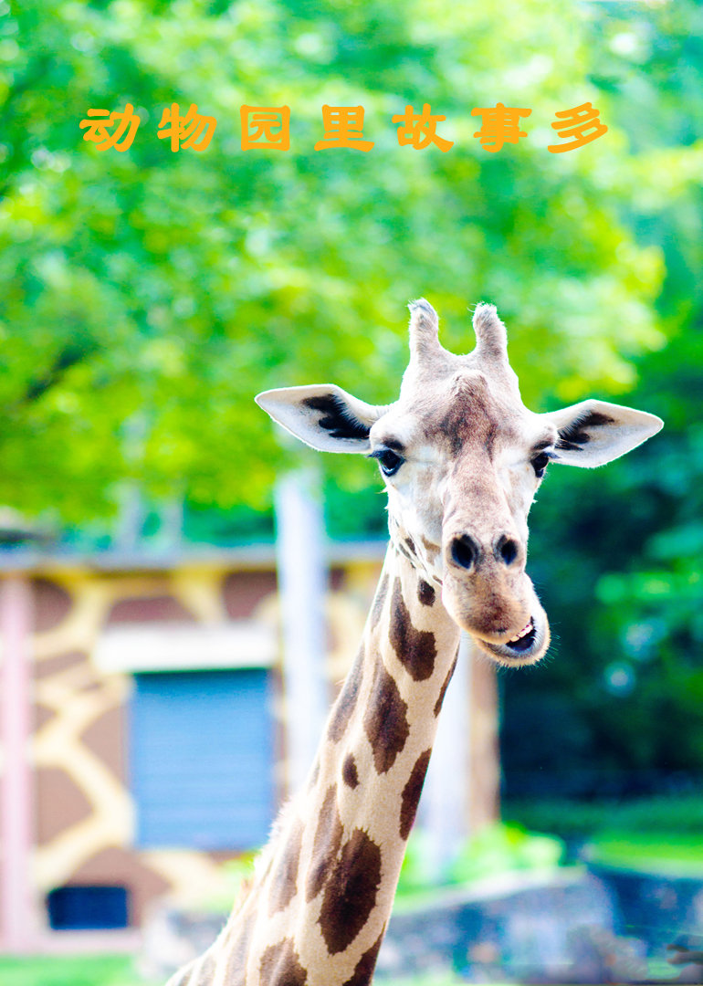动物园里故事多封面图