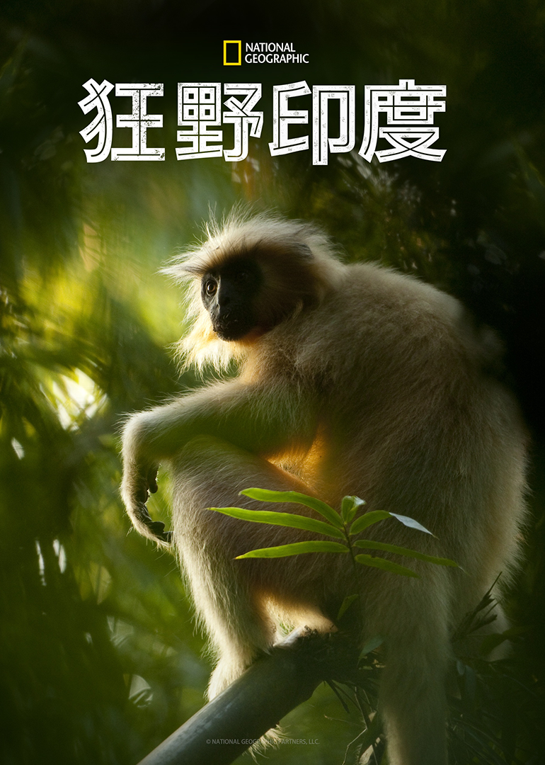 狂野印度