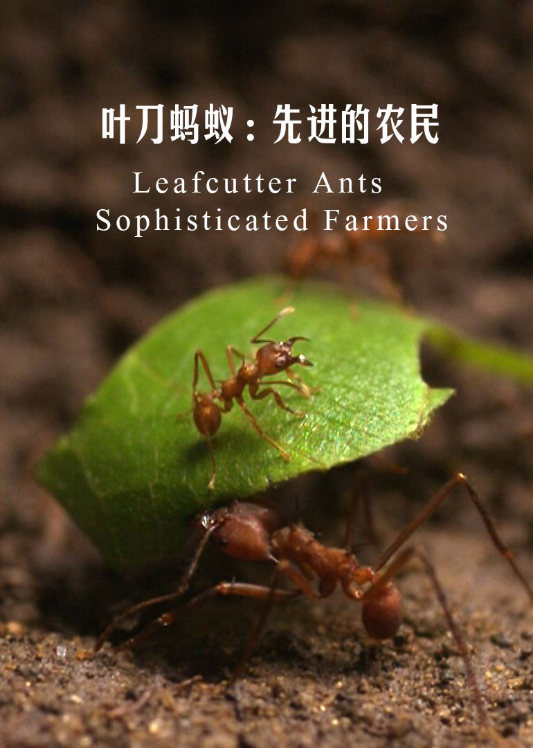 叶刀蚂蚁：先进的农民}