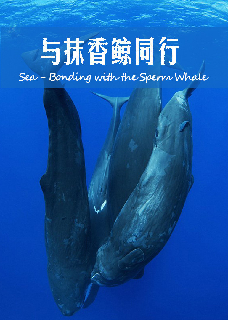 加勒比海：与抹香鲸同行}