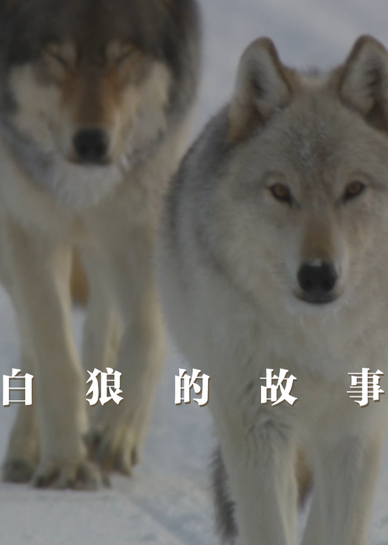白狼的故事}