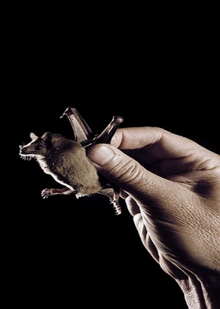 人与蝙蝠封面图