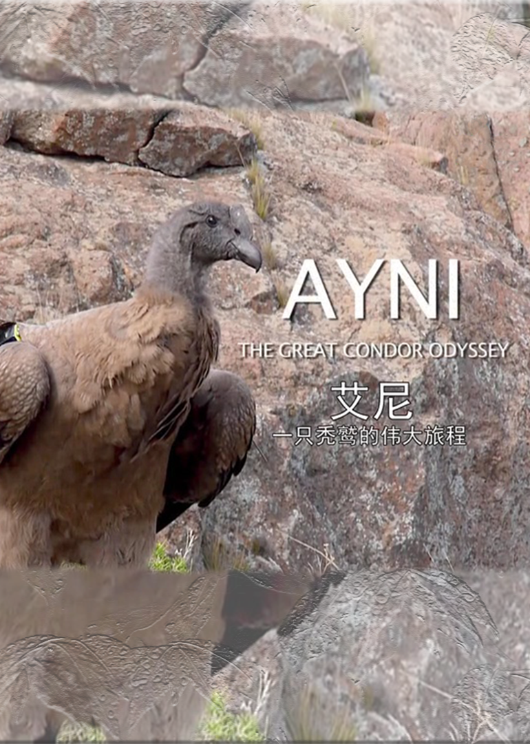 艾尼：一只秃鹫的伟大旅程封面图