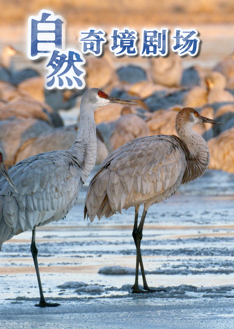 自然奇境剧场}