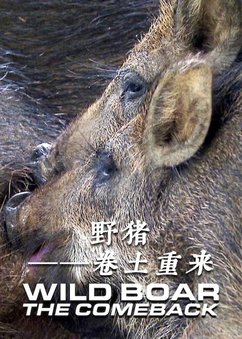 野猪——卷土重来