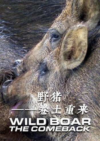 野猪——卷土重来封面图