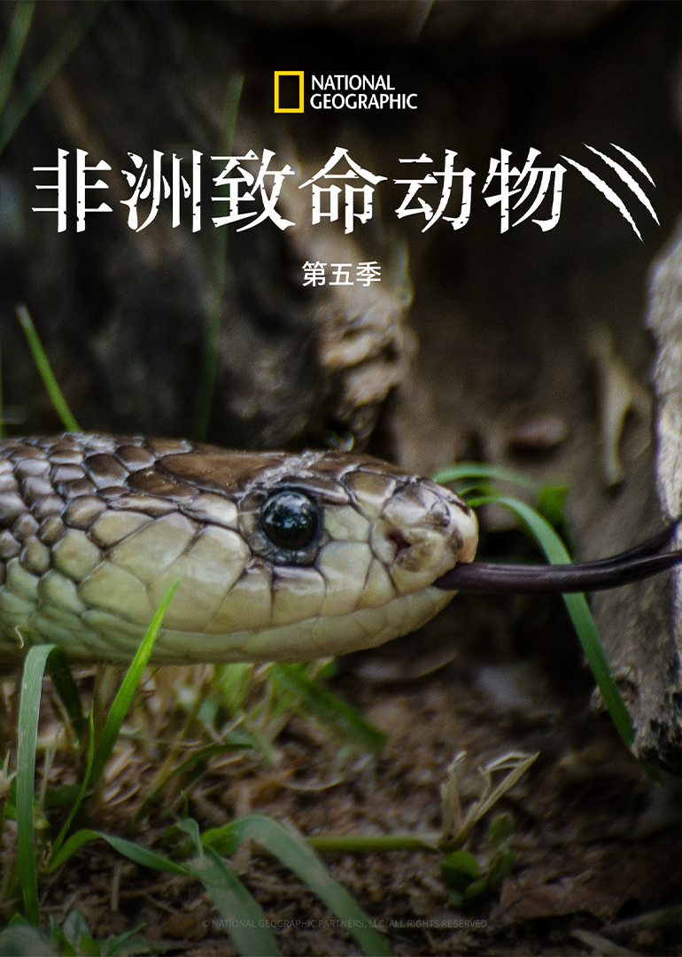 非洲致命动物 第5季