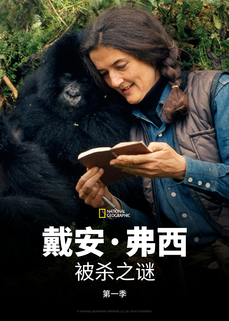 戴安·弗西被杀之谜 第一季}