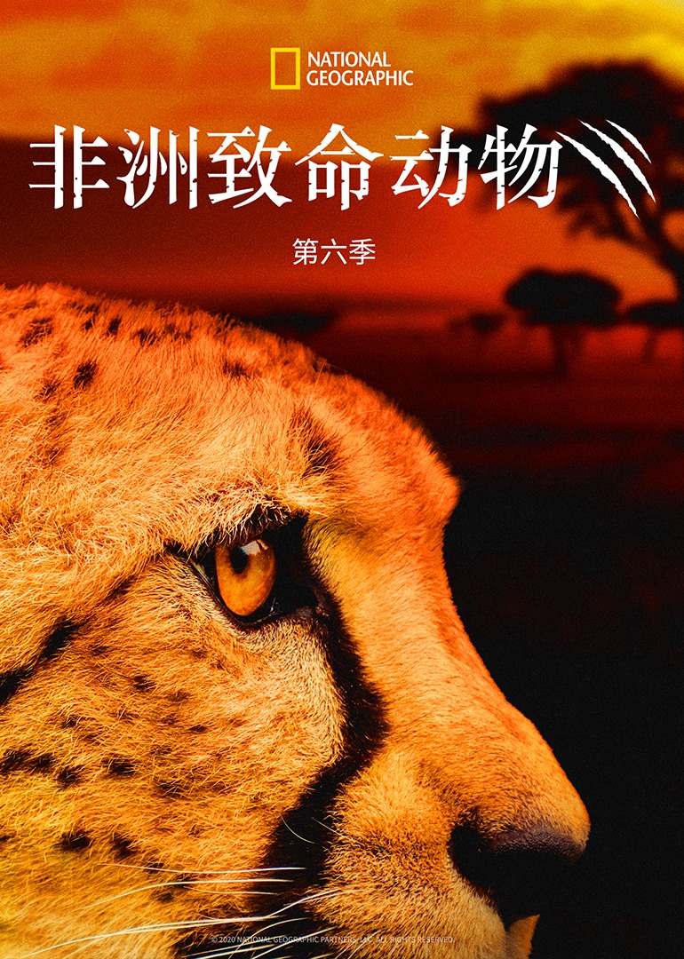 非洲致命动物 第6季