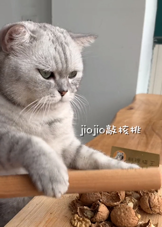 料理猫王一只会做饭的猫