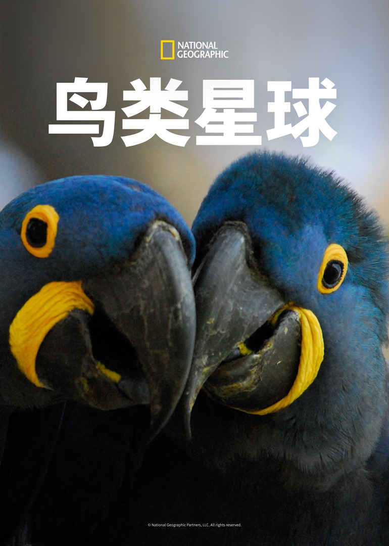 鸟类星球}