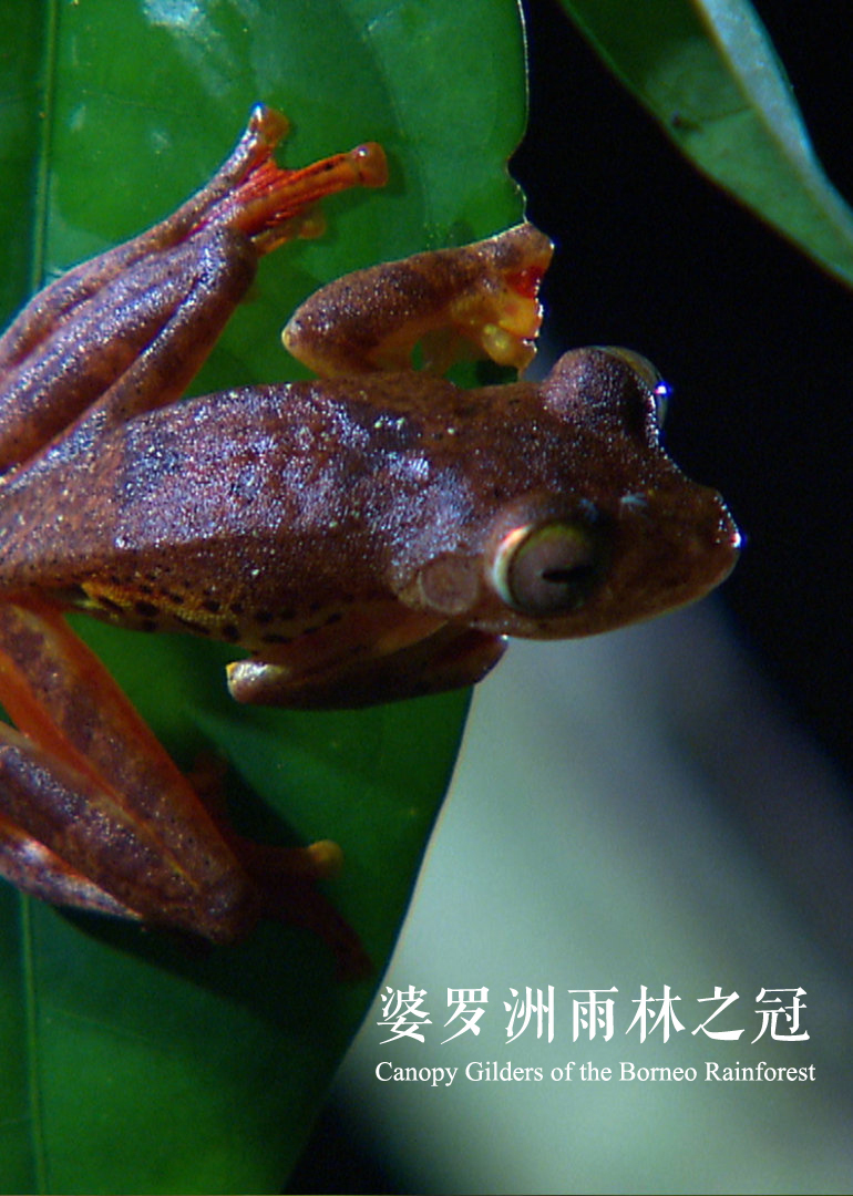婆罗洲雨林之冠}