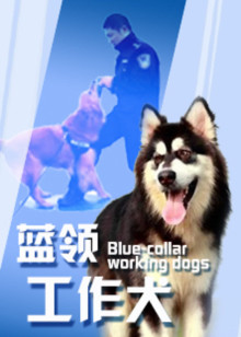 蓝领工作犬