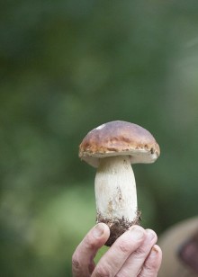 蘑菇的魔力