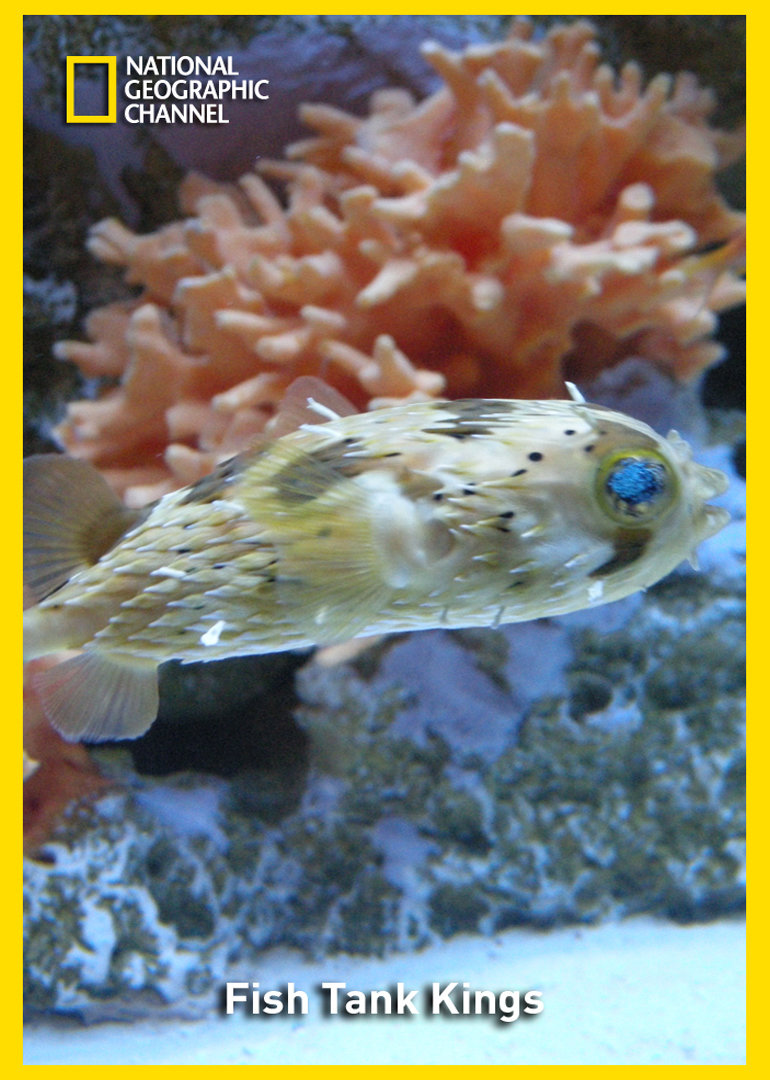 水族之王