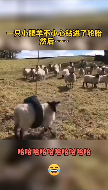 一隻小肥羊不小心鑽進輪胎
