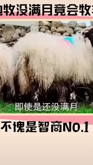 還沒滿月的邊牧就已經上班開始牧羊了,生活不易啊!