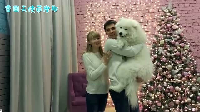 薩摩耶第一次陪主人去拍照,累得直接在沙發上睡着了