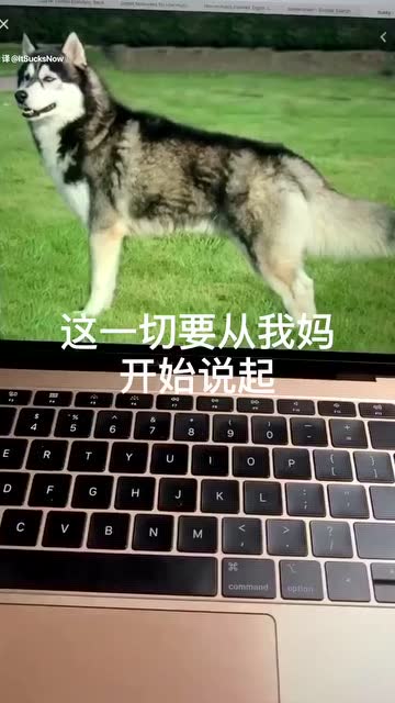 哈士奇+博美=哈士美?好可愛啊啊