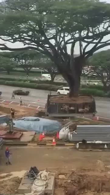 大吊車整體挪移大樹 (177播放)