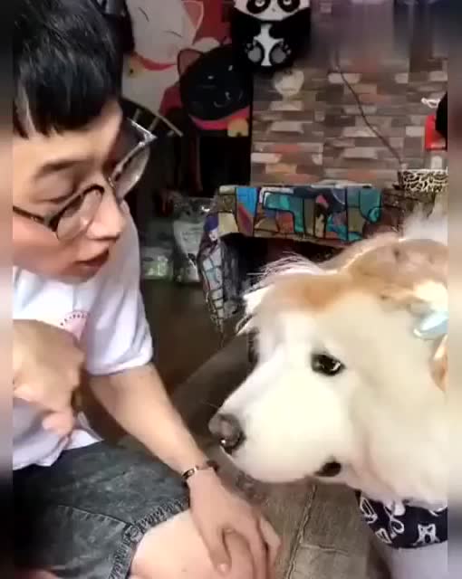 主人指責薩摩耶撕壞衣服,薩摩耶的反駁逼他無言以對