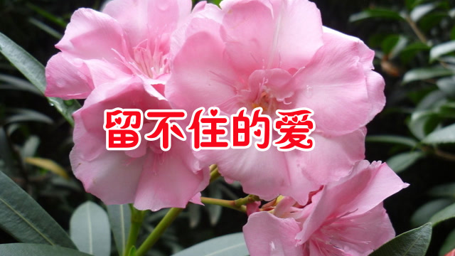 一首情歌《留不住你的爱》歌声婉转动听,句句走心,好听回味!