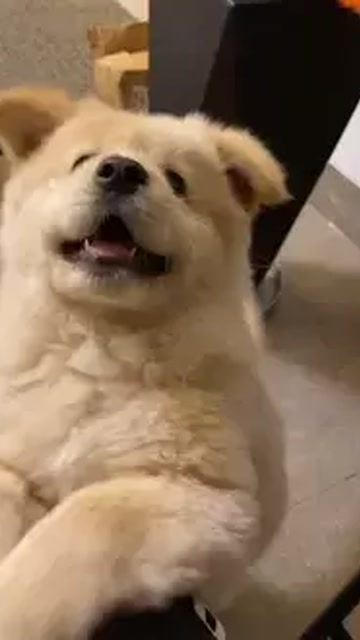 狗子 #小狗有什么坏心眼 表情包来源!
