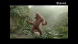  红毛猩猩魔性起舞 姿势销魂不忍直视