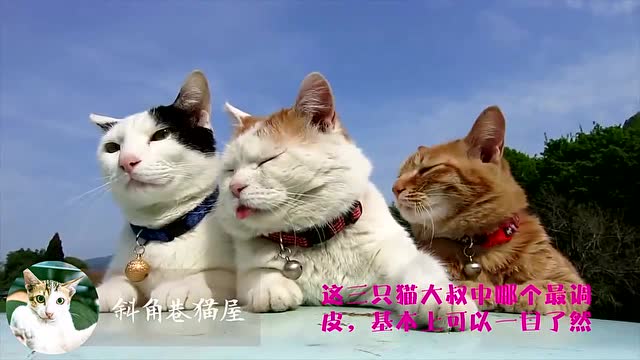这三只猫大叔中哪个最调皮,基本上可以一目了然