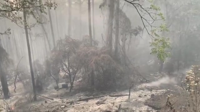 現場!瀘山正面已無明火,山林內傳來清晰鳥叫聲
