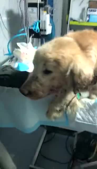 狗狗手術治療
