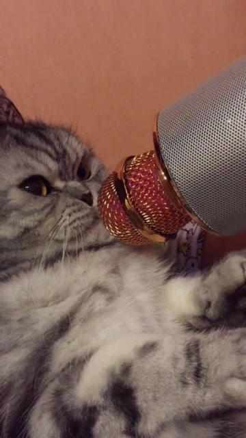 吃饿了:猫咪唱歌的样子!