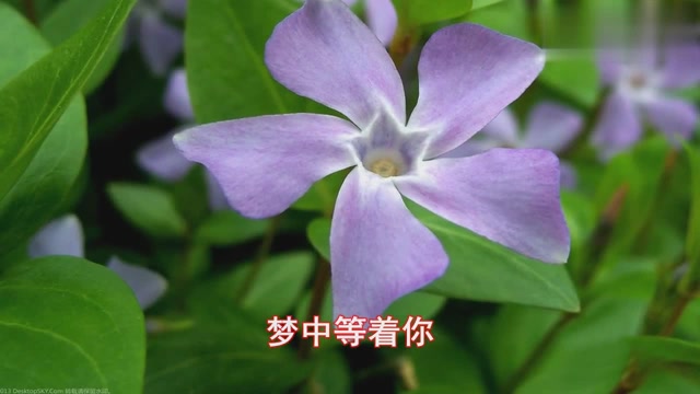 梦里梦外,天天在想你,一首歌送给最牵挂的你,永远爱你