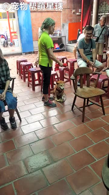 狗狗平湖新區