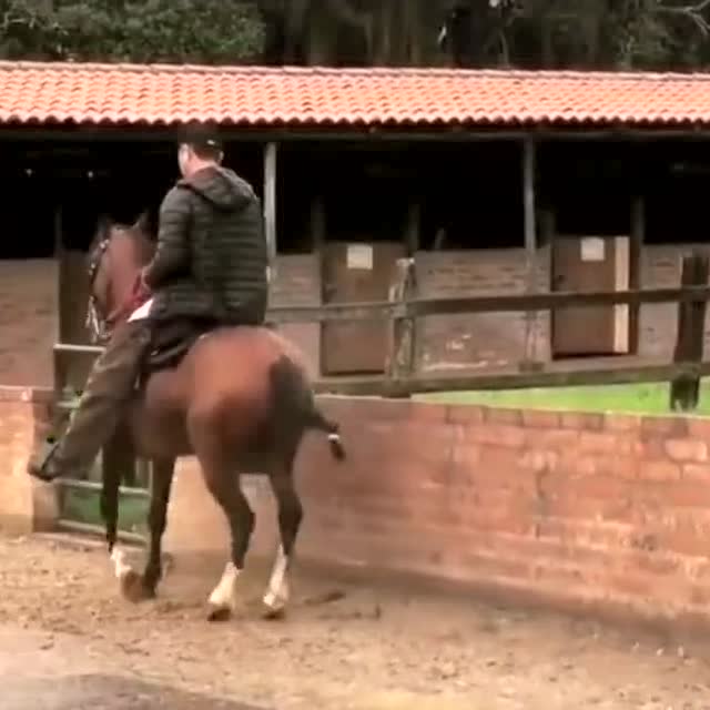 當一匹馬沒有了感情