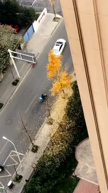 你禿起來真好看!銀杏葉子被吹落的樣子有點美了