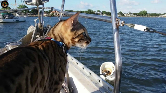 孟加拉猫的航海之旅 水手们我们出发!