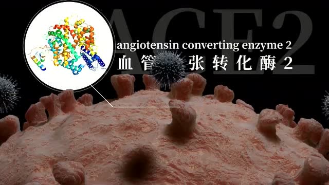2019-nCoV的感染