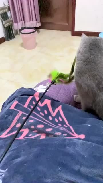 這是一場錯誤的戰爭,戒貓中心的微博視頻