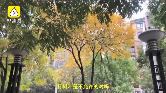 環衛工用水槍衝樹上黃葉:路面不讓見1片落葉,累死也掃不完