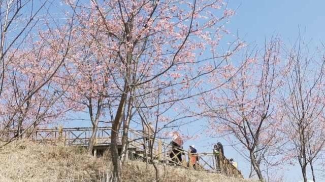 景區開放市民來踏青:在家憋不住了