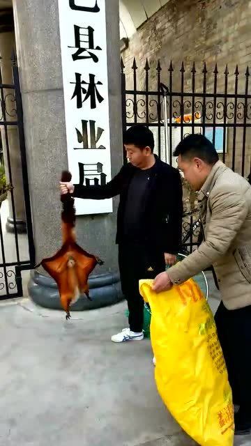在镇巴县林业局门口,准备去放生的野生动物飞虎!