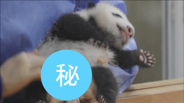 超治愈 萌萌哒大熊猫